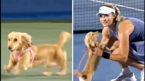 Tennis player Anna Kalinskaya’s dog dashed out onto the court to celebrate victory with mom