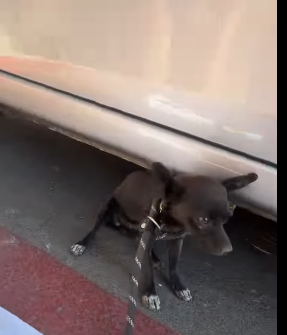 Tiny abandoned puppy hid for his life behind another dog scooped away from coyotes