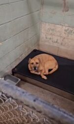 Tearful owner moved to assisted living but shelter life for her dog had been heartbreaking until … Tearful owner moved to assisted living but shelter life for her dog had been heartbreaking until …