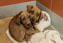 Heartbreaking: Their fear is real – 2 puppies hold on to each other at Houston shelter as time ticks away