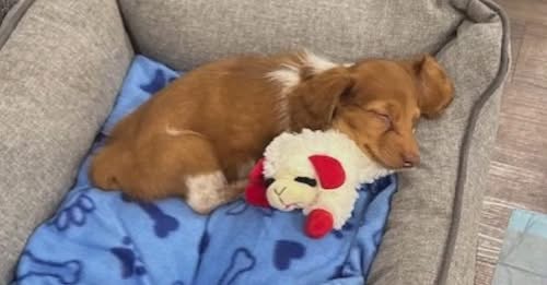 Man paid $6500 for puppy from Texas pet store that had to be put to sleep next day