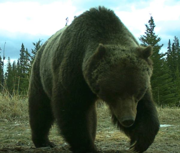 Legendary grizzly bear known as ‘The Boss’ shrugged off collision with train still feared by his rivals
