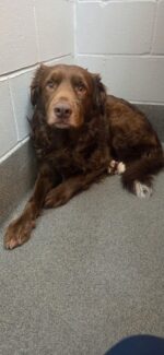 Sweet dog lost everything except his kind heart when his family was evicted from their home