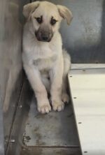 18-pounds of ‘inconvenient’ shepherd puppy sits on shelter’s concrete floor watching people walk past