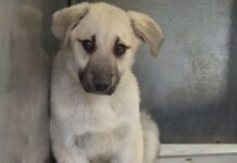 18-pounds of ‘inconvenient’ shepherd puppy sits on shelter’s concrete floor watching people walk past