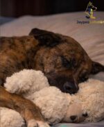 UPDATE: Stray pup who pilfered stuffed toy from store gets his dreamy ending