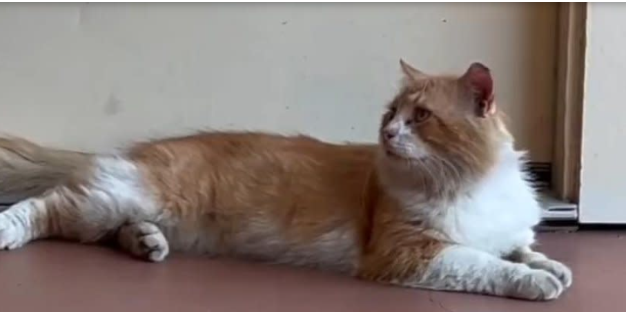 Homesick kitty traveled 3 miles to get home after escaping from vet’s surgical ward