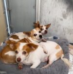 Heartbreaking: Seniors surrendered to crowded shelter together cling tightly to each other for comfort Heartbreaking: Seniors surrendered to crowded shelter together cling tightly to each other for comfort