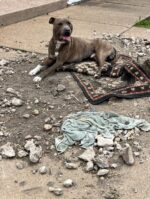 Life on the streets for 3 injured dogs turns into successful mission by seasoned rescuers Life on the streets for 3 injured dogs turns into successful mission by seasoned rescuers