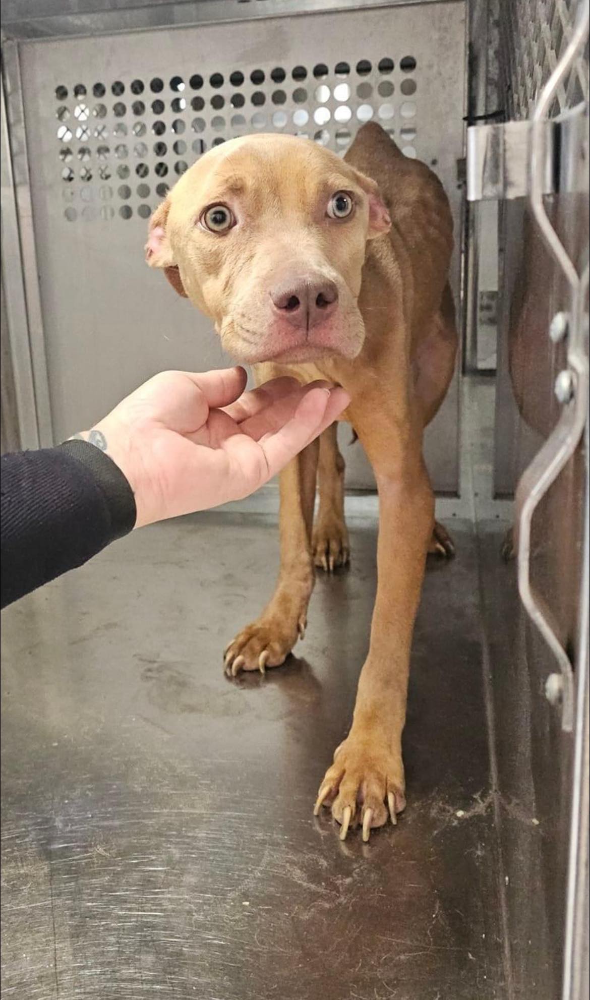 Amazing animal control officer saved starving sweet dog left tied to pole with no food or water Amazing animal control officer saved starving sweet dog left tied to pole with no food or water
