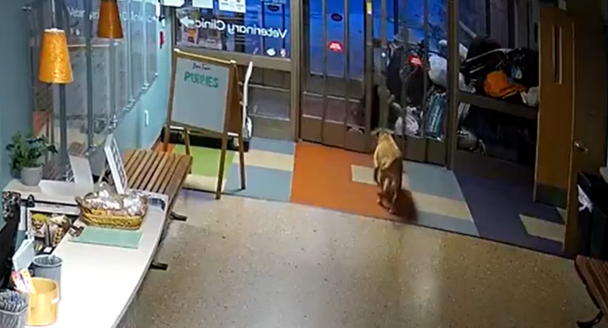 Master escape artist pup pulled off 3 successful escapes until being adopted Master escape artist pup pulled off 3 successful escapes until being adopted