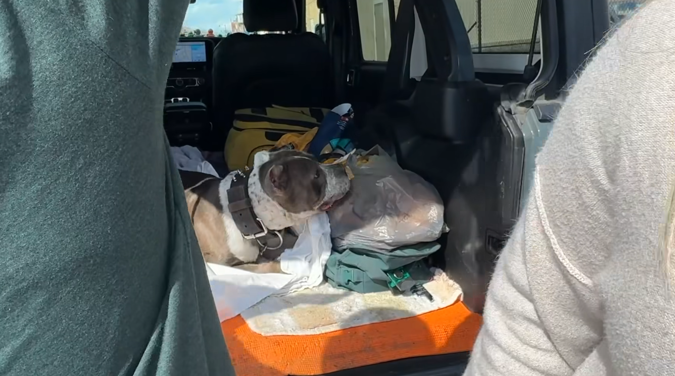 St. Louis police officers rendered aid to dog hit by car that never bothered to stop and help St. Louis police officers rendered aid to dog hit by car that never bothered to stop and help