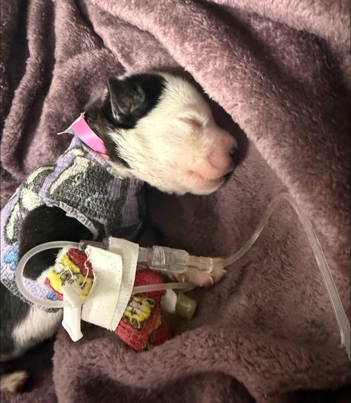 Tiniest one-week-old puppy found tangled in netting winning over hearts as her survival instincts kick in