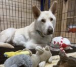 Remember Timber? Update on emaciated shepherd that crawled into bushy area after life of utter neglect Remember Timber? Update on emaciated shepherd that crawled into bushy area after life of utter neglect