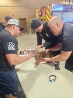 Dacshund’s dignity takes hit after needing help removing treat jar from head