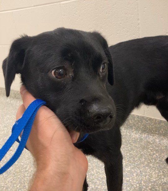 Labrador retriever puppy recovering after alleged abuser arrested for felony animal cruelty