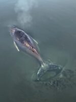 Generous donors in Germany planning one last effort to save whale nicknamed Timmy stranded in shallow waters