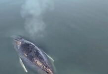 Generous donors in Germany planning one last effort to save whale nicknamed Timmy stranded in shallow waters