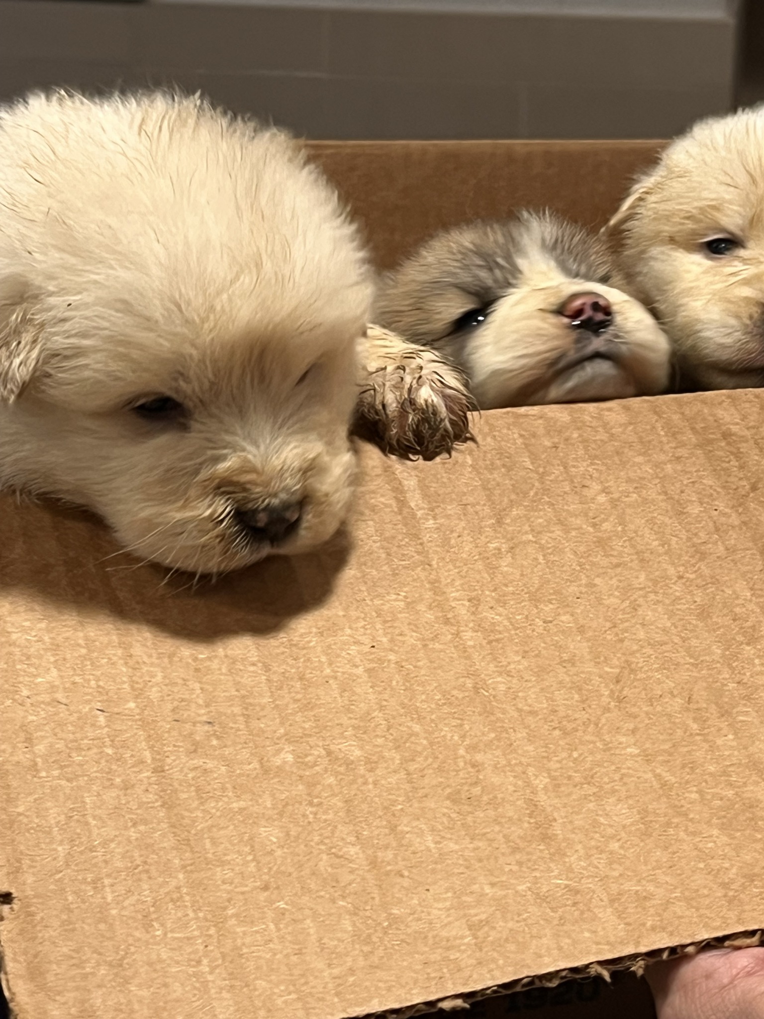Tiniest puppies with the dirtiest paws popped out of cardboard box left in park