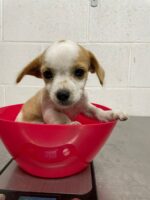 Pup in a cup: Tinsel in search of home where she can thrive