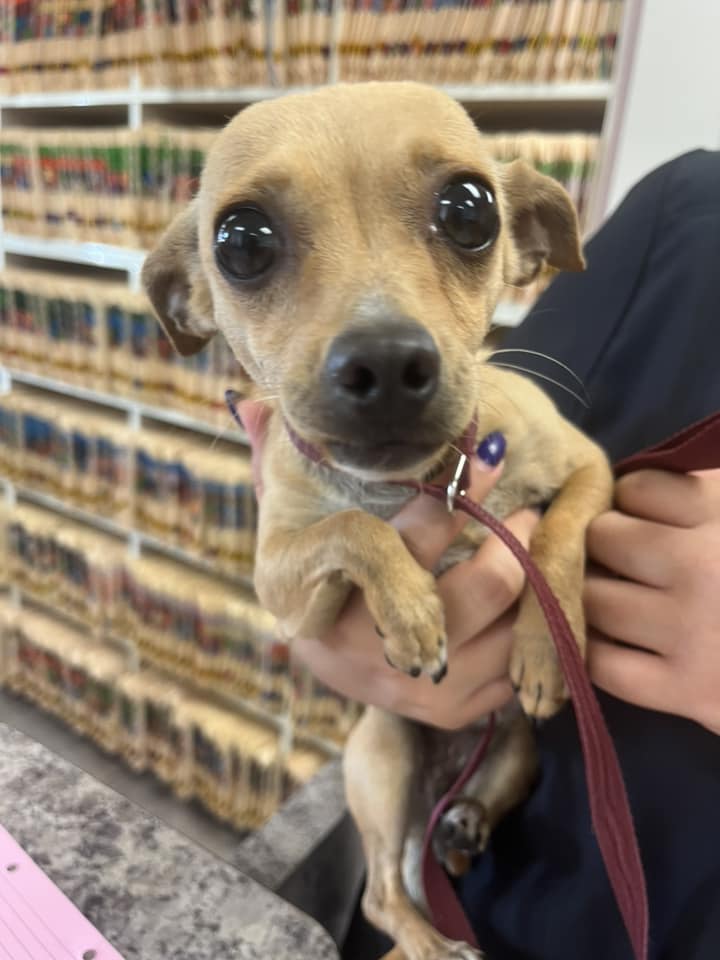 Heartbreaking: Tiny abandoned pup hid at Los Angeles jail parking lot for weeks finally safe