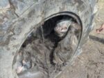 Pony gets stuck in tractor tire and no one knows how it happened Pony gets stuck in tractor tire and no one knows how it happened