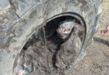 Pony gets stuck in tractor tire and no one knows how it happened