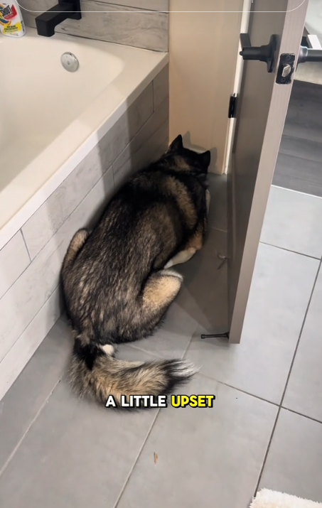 Heartbreaking reaction of husky pouting when he realizes he’s moving to new home Heartbreaking reaction of husky pouting when he realizes he’s moving to new home
