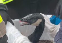 Firemen in Rhode Island rescue goose stuck in ice on local pond