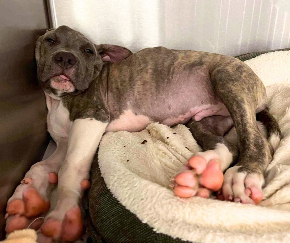 Toe Beans: Puppy stuffed in trash bag with head injury receives outpouring of hearts and help as he heals Toe Beans: Puppy stuffed in trash bag with head injury receives outpouring of hearts and help as he heals