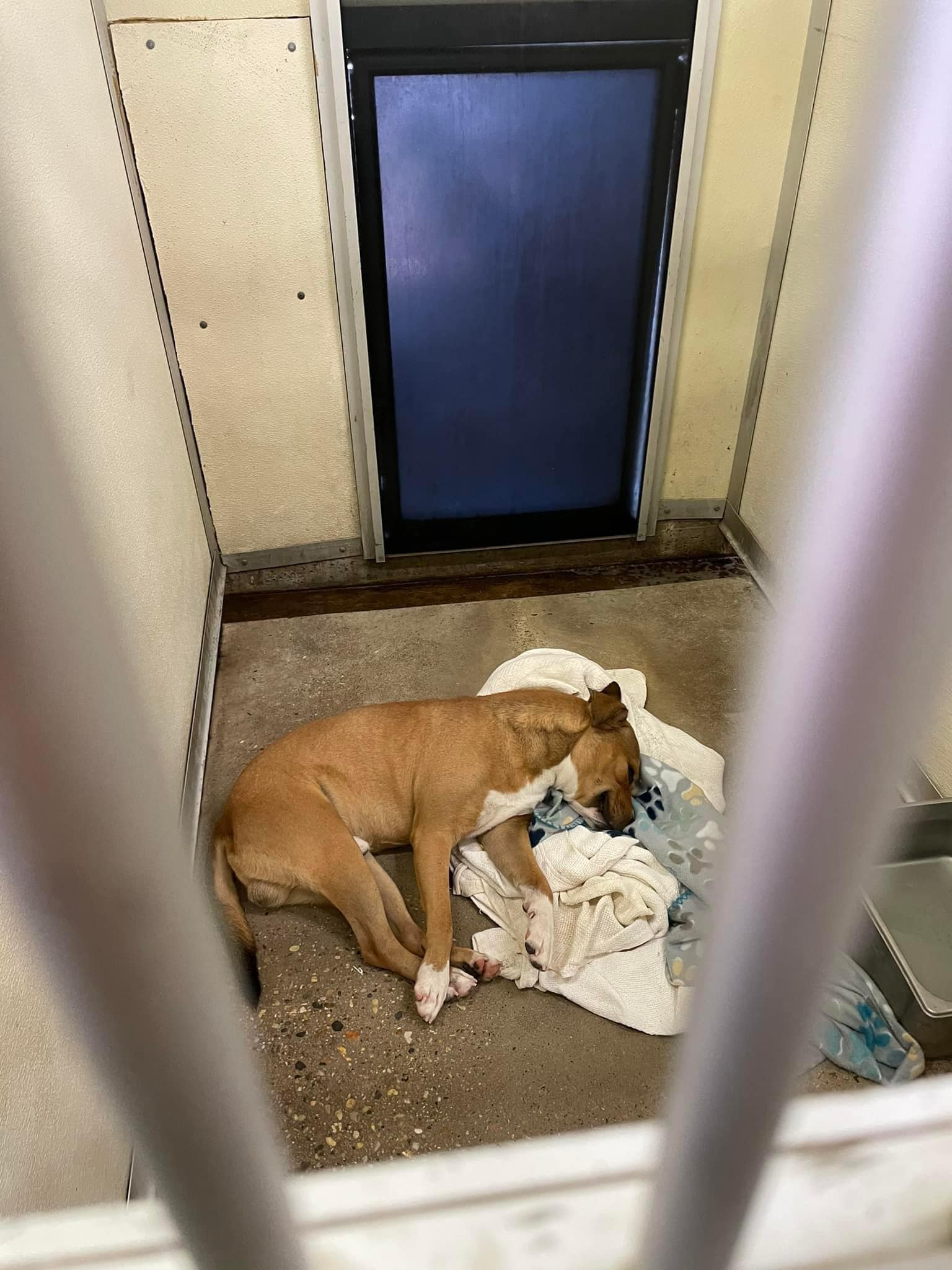 Heartbreaking: Sweetest pup’s first day at shelter after being surrendered and he’s devastated