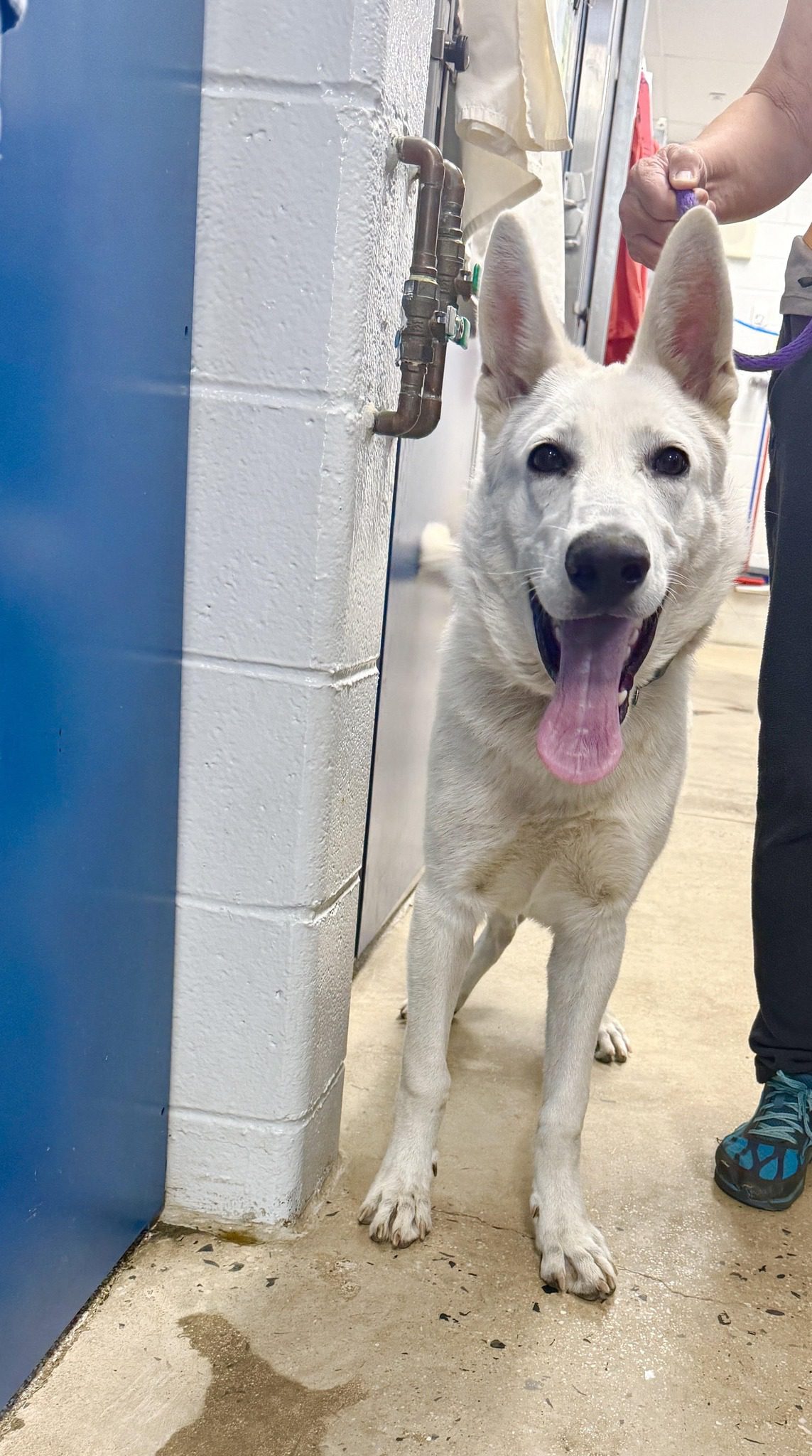 Six-month-old shepherd beauty surrendered to shelter all ready to find his new family