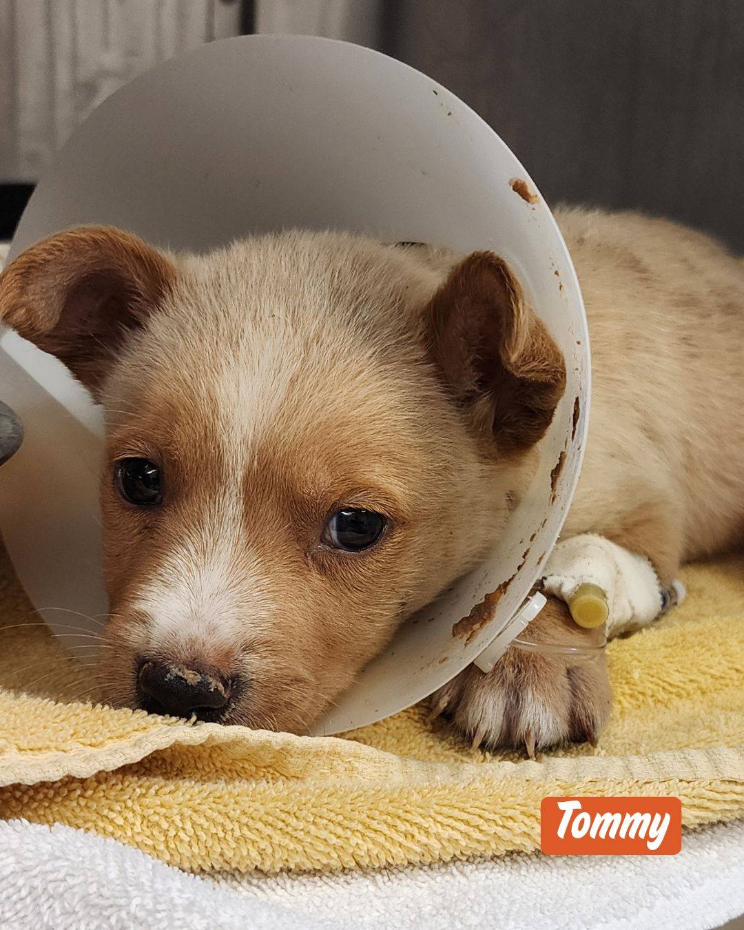One month old puppy thrown from truck rescued by witness who stepped forward