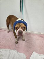 Abandoned dog barely alive infested with over 890 ticks rescued by Good Samaritans