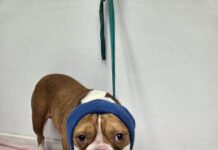 Abandoned dog barely alive infested with over 890 ticks rescued by Good Samaritans