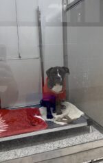 Tootie’s red sweater brings giggles to passersby yet she still waits at the shelter for her turn