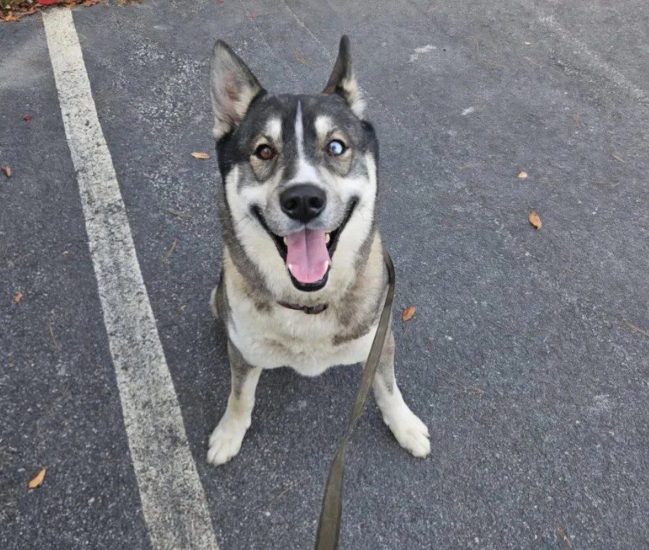 Abandoned husky left tied to picnic table along nature trail with retractable leash: Reward