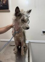 Dog’s home had been old mattress in dirt as owners lived nearby until rescuer arrived