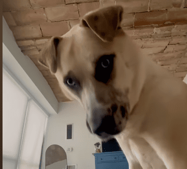 Celebration party for newly adopted dog who spent 933 days at shelter