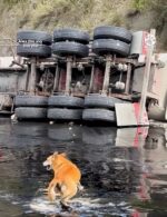Frightened dog reached out for help with front paws when back legs get stuck in sticky tar