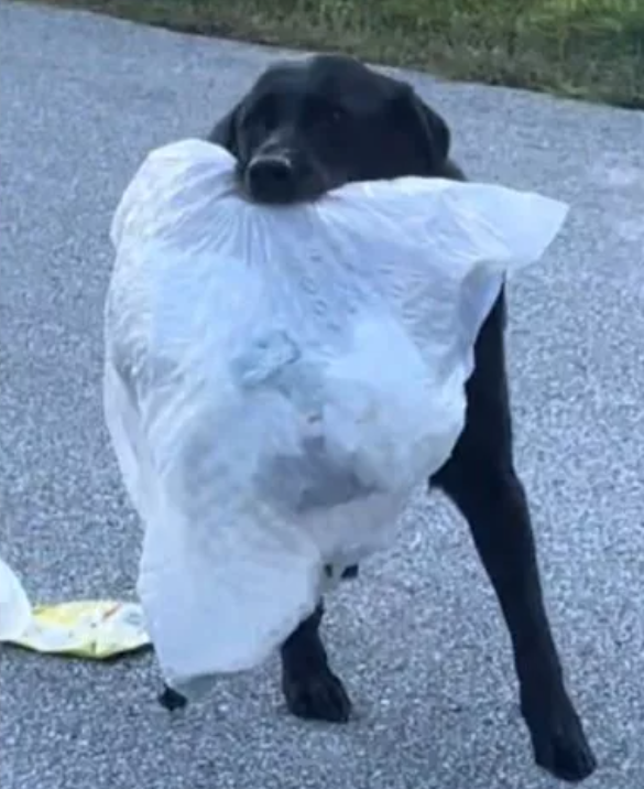 Friendliest dog runs to greet neighbor carrying trash bag but… oops Friendliest dog runs to greet neighbor carrying trash bag but… oops