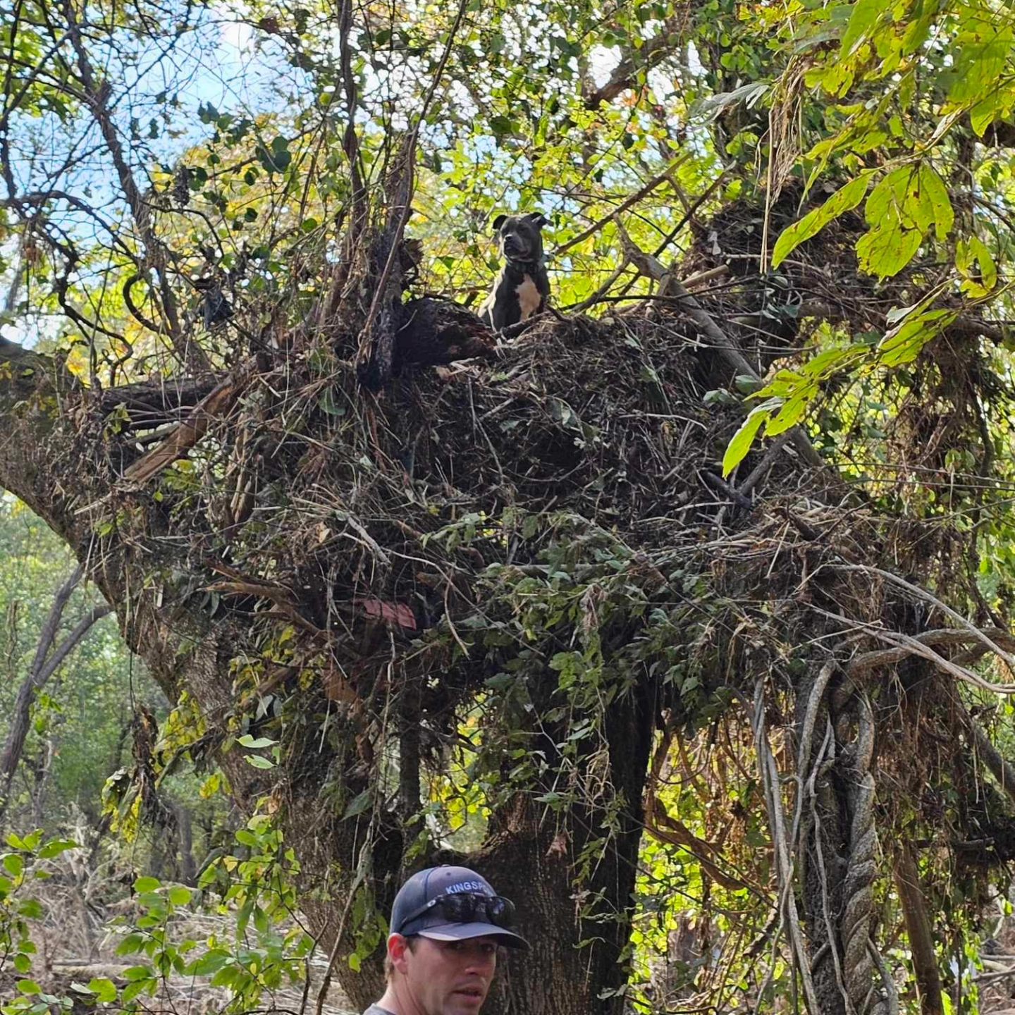 Heartwarming return of Tennessee family’s dog found in treetop after Helene flood