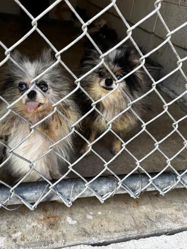 More than 260 dogs and cats rescued from ‘deplorable’ hoarders’ Georgia home More than 260 dogs and cats rescued from ‘deplorable’ hoarders’ Georgia home