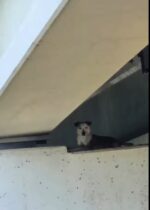 Fire rescuers bring pup stranded on top of pillar underneath bridge to safety Fire rescuers bring pup stranded on top of pillar underneath bridge to safety