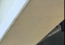 Fire rescuers bring pup stranded on top of pillar underneath bridge to safety