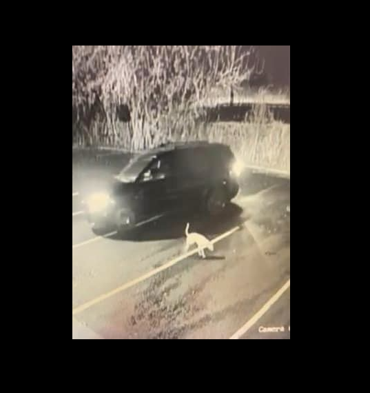 Heartless owner abandoned pup with broken leg at parking lot outside of animal hospital and drove away