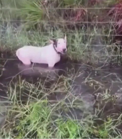 Remember Trooper the pup tied and abandoned before Hurricane Milton? All charges dropped against owner