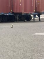 Tiny dog abandoned in truck yard roamed around for weeks too afraid to trust Tiny dog abandoned in truck yard roamed around for weeks too afraid to trust