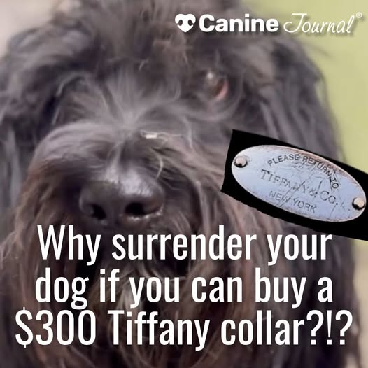 Neglected dog that spent life outside with little food or water wore expensive Tiffany collar now making remarkable behavior progress