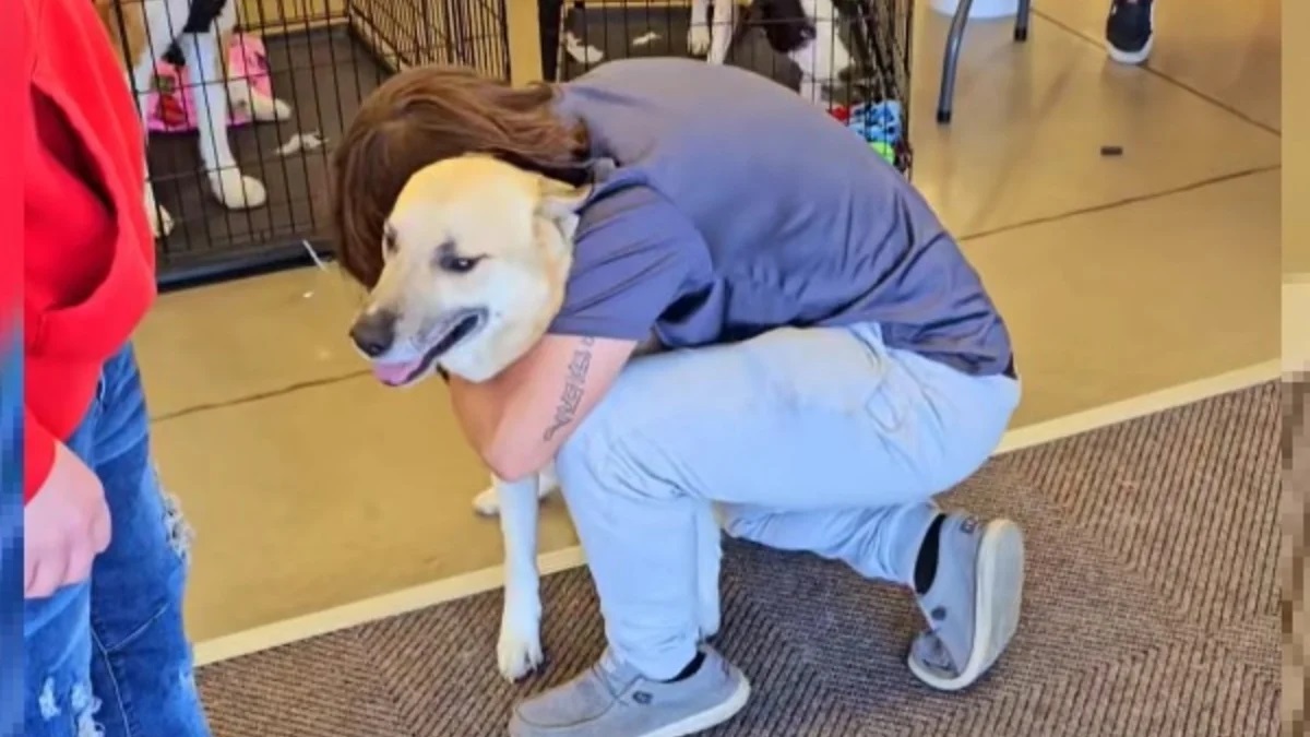 ‘We’re not crying you’re crying’ as owner spots his dog missing for month at local adoption event ‘We’re not crying you’re crying’ as owner spots his dog missing for month at local adoption event